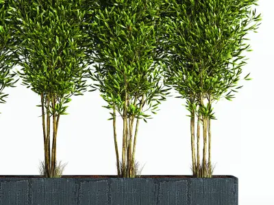 Indoor Plant Set 06 3D model