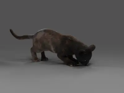 Fur Baby Black Panther Rigged in Blender Low-poly 3D model