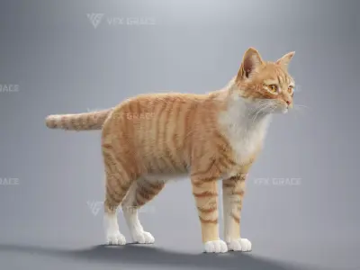 Orange white cat Animation  Blender 3D Model 3D model