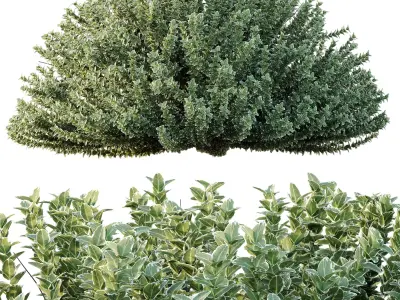 Frutices Fortescue Euonymus 05 Free 3D model
