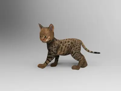 3d  Cat Animated Rigged low poly  Low-poly 3D model