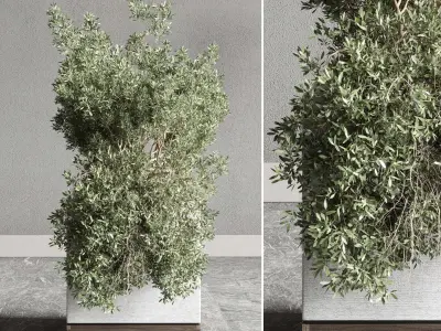 Box pot plant and tree shrub bush indoor plant set  3D model