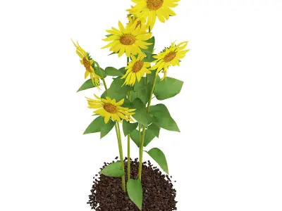 Sunflowers Helianthus 3D model