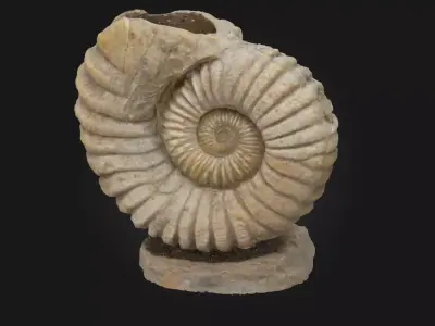 Ammonite Elegance  Timeless Beauty from the Depths of History 3D model