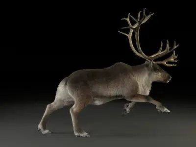 ReinDeer Male Animated 3D model