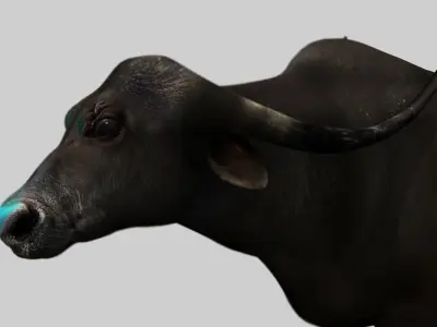 buffalo cow 3d model 3D model