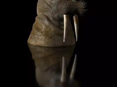 Walrus-Bust bust  Complete and Shared STL 3D  high polygon 3D print model