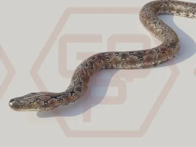 Rigged python   Low-poly 3D model