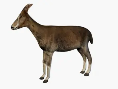 Low poly goat 3D model