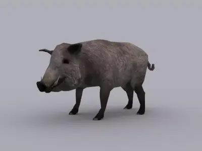BOAR GAME READY ANIMATED MODEL Low-poly 3D model