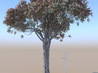 Bronze loquat eriobotrya deflexa mid 3D model