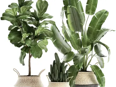 Plants tree in rattan basket for the interior 860 3D model