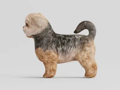 Shih Tzu Dog Breed 3D model