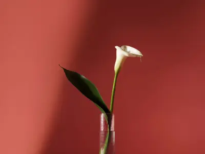Calla lily flower 3D model