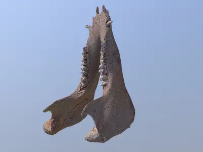 photorealistic 3D scanned wild boar lower jaw  Low-poly 3D model