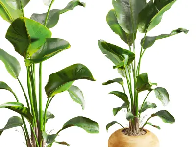 Faux Banana Syngonium in Terracotta Pots Low-poly 3D model