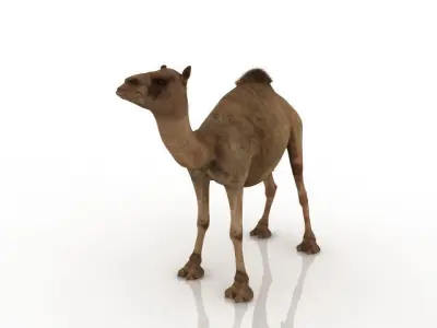 High quality camel 3D model