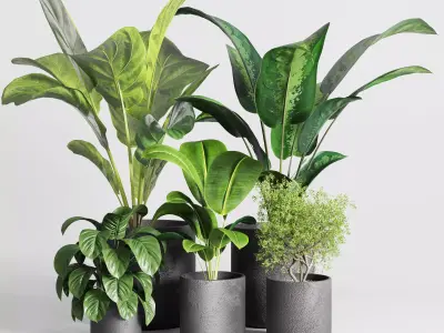 Collection indoor plant ficus rubbery ficus lyrata concrete vase 3D model