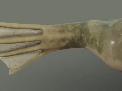 Frog  Lab  Frog   Xenopus laevisis Low-poly 3D model