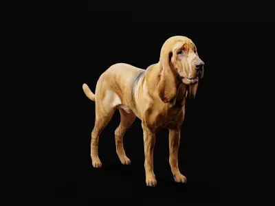 Bloodhound Dog Breed 3D model