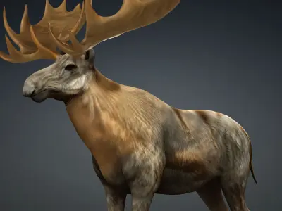 Moose-B1 3D model