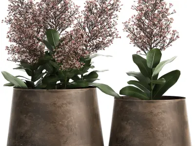 Skimmia in a flowerpot for the interior 944 3D model