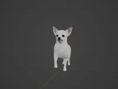 Spitz Dog Mixed Breed 3D model