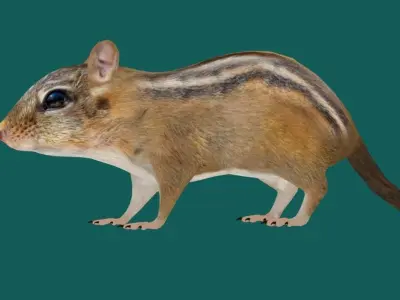 Chipmunk Tamias  Rodent Low-poly 3D model