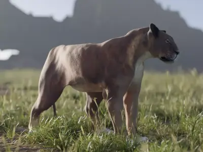 Lioness - 3D Model 3D model