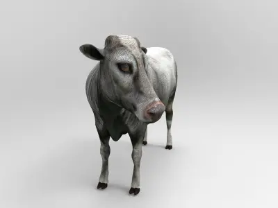 Gray Cow  Low-poly 3D model