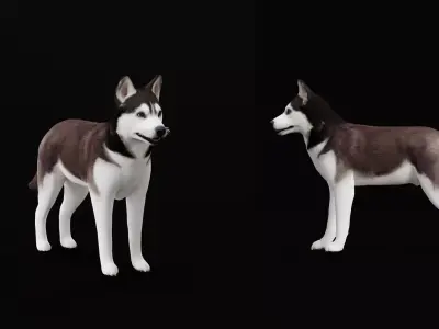 Siberian Husky Dog Low-poly 3D model