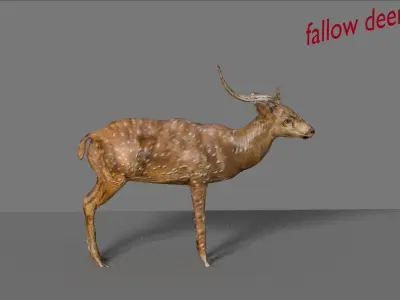 fallow deer  3D model