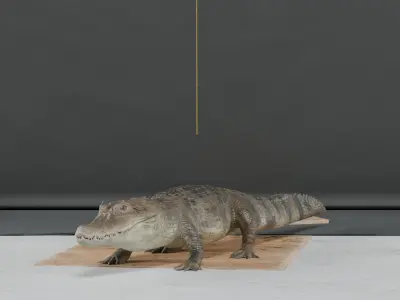 Spectacled Caiman - rigged 3D model