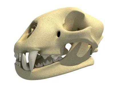 Cheetah Skull - Animal Skull 3D model
