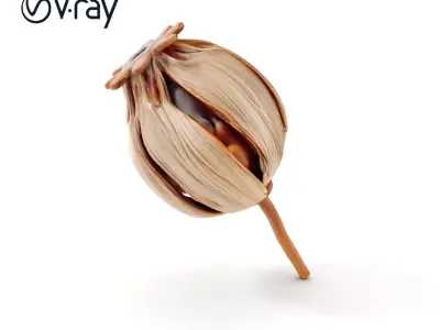 Decorative Seed Pod Model Pack for Realistic Rendering Low-poly 3D model