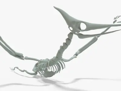 Pteranodon Rigged Skeleton Low-poly 3D model