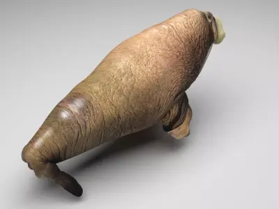 Walrus 3D model