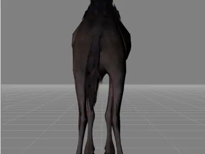 Camel animal 3D model