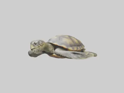 Realistic Turtle Model Low-poly 3D model