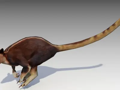 Tree-kangaroo australian kangaroo 3D model