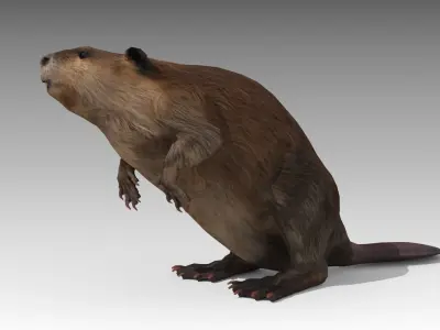 Beaver Low-poly 3D model