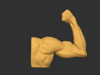 Hand Arm 3D print model