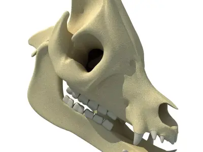 Pig Skull 3D model