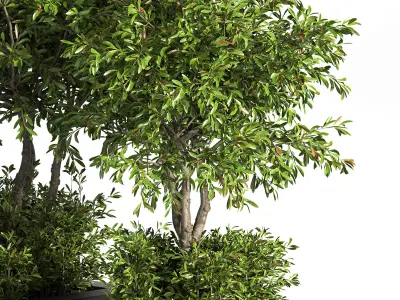 Outdoor Plants tree 10 3D model