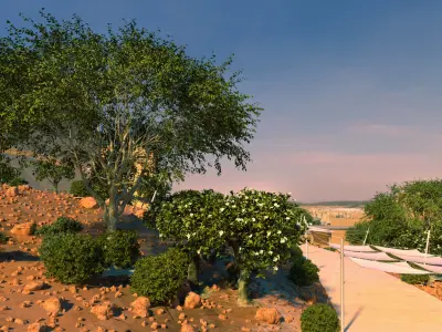 Ficus nitida tree mature  3D model