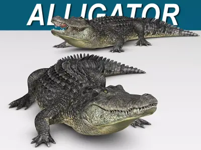 Alligator 3D model