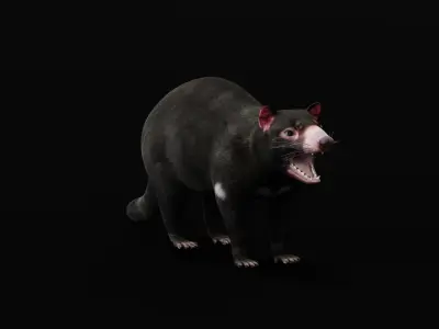 Tasmanian Devils Low-poly 3D model
