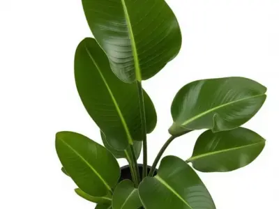 Tropical Plant Pot 3D Model Realistic Indoor Greenery Design Low-poly 3D model