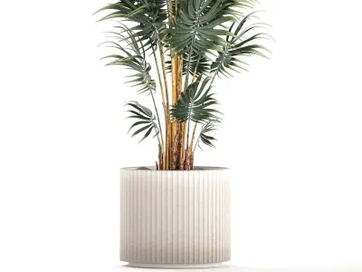 Beautiful Howea palm plants in flower pots 1349 3D model