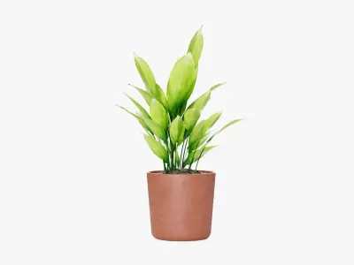 Aspidistra plant Low-poly 3D model